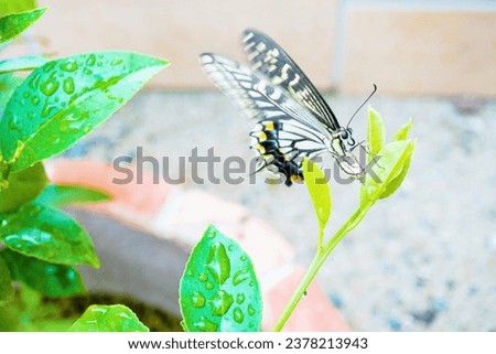 Swallowtail butterflies lay several round yellow eggs on lemon leaves in the garden