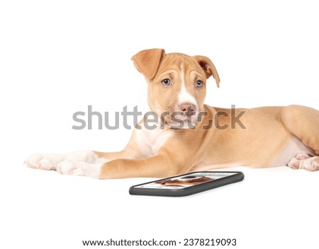 Puppy with smartphone talking with dog over video call. Cute puppy dog lying in front of phone while looking at camera. Concept for animals or pets using technology. Selective focus. White background.