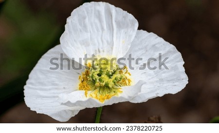 Pretty white anemone flower with a yellow heart.