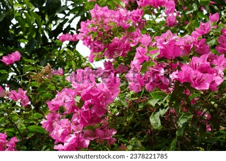 Bougivillea flowers growing next to the house,taken on 10102023