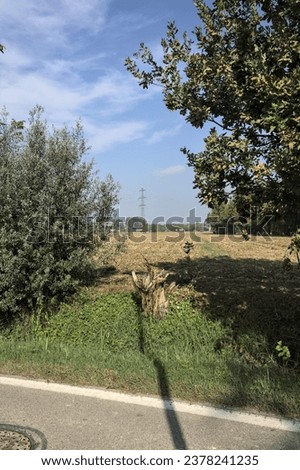 Cultivated  field framed by plants and seen from a road on a sunny day