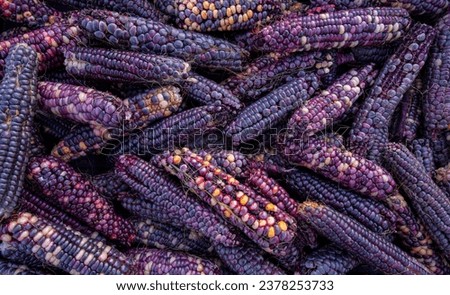 colorful dried Indian corns close up