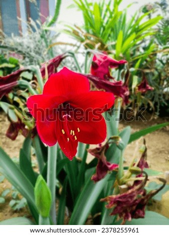 A beautiful picture of a blushing red flower, taken on October 20, 2023, in Garut Regency, West Java, Indonesia. 