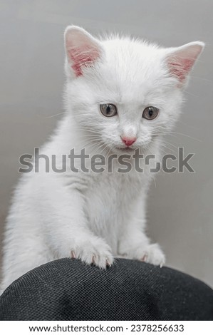 Close-up portrait of a white small young kitten, gray background, natural lighting