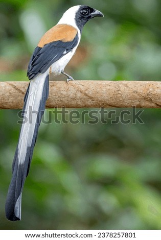 The White-bellied Treepie (Dendrocitta leucogastra) is a very handsome long-tailed inhabitant of the Western Ghats. Black face and white underparts set this species apart from Rufous Treepie. 