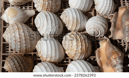 Texture image of seashells. High Definition photography