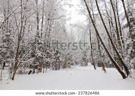 Snowfall in Bitsevsky Park