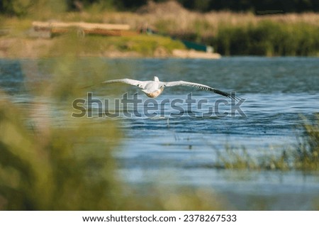 Wild life birds photography a graceful bird soaring above a serene lake in Danube Delta, Romania
