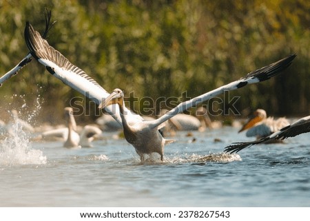 Wild life birds photography a mesmerizing aerial view of birds soaring above a serene water landscape in Danube Delta, Romania