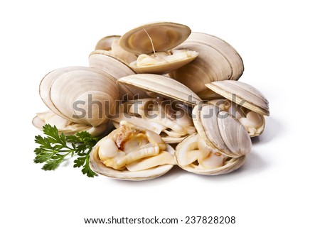 clams isolated on white background Royalty-Free Stock Photo #237828208