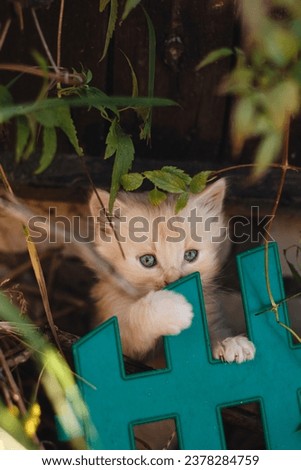kitten hiding behind the fence, red kitten, ginger cat, nature, outdoor, pet, animal, fur, fluffy, closeup, cute kitty