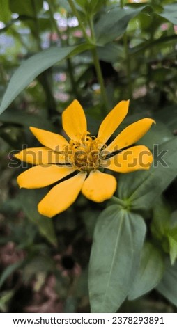 Beautiful yellow flower with 9 petals Royalty-Free Stock Photo #2378293891