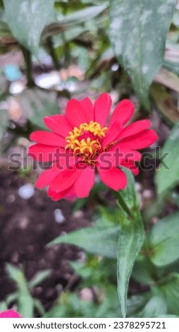Beautiful flowers with 9 petals Royalty-Free Stock Photo #2378295721