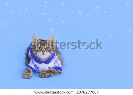 Tiny little kitten wearing blue hooded sweater. Cat in Santa costume on a blue background. Christmas Cat card. Concept of adorable pets. Kitten in a New Year's outfit. Happy New Year. Snow. Snowflake