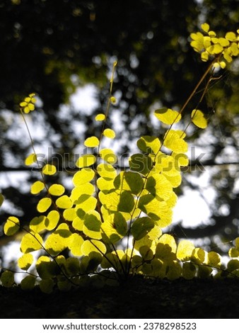 sun light reflecting thrue leaf