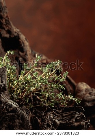 Fresh thyme and dried snags.  Copy space. Royalty-Free Stock Photo #2378301323