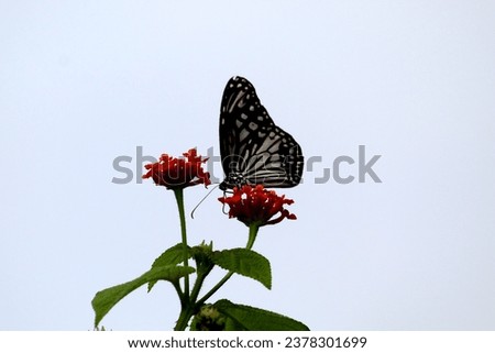 Glassy Tiger Butterfly feeding on Lantana flower
