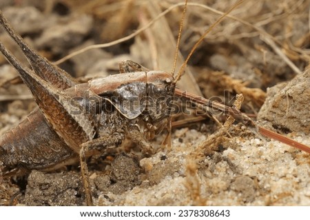 Natural detailed facial closeup on the dark bush-cricket, Pholidoptera griseoaptera, sitting on the ground Royalty-Free Stock Photo #2378308643