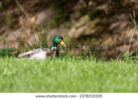 Mallard duck in the park in Menden Sauerland