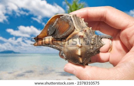  Lightning Whelk on exposed tidal flat at extreme low tide on East Cape Sable in Everglades National Park, Florida.
