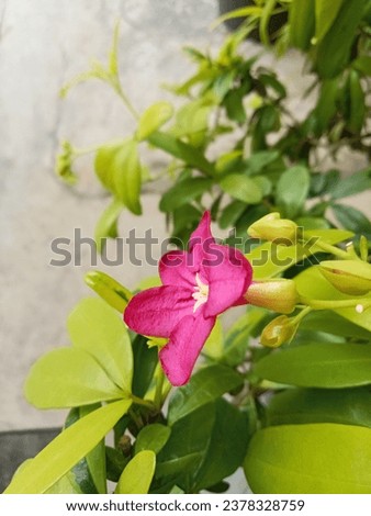 Caribbean obscure plant with pink flowers on a gray background