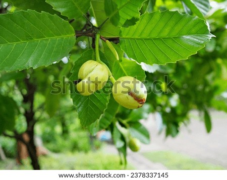 Elephant apple have young green fruit with leaves are dark green with serrated edges like a saw blade. Spherical fruit green fruit known as Dillenia indica L. Preserved trees of the Raman people, 
