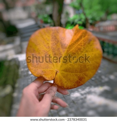 A hand holds a dry leaf,blurred backgroud.