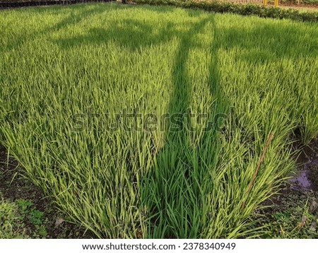 Rice plants in rice fields