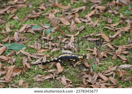  Barred fire salamander. Fire salamanders live in central Europe forests and are more common in hilly areas.