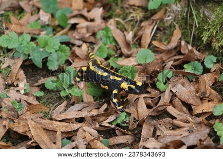  Barred fire salamander. Fire salamanders live in central Europe forests and are more common in hilly areas.