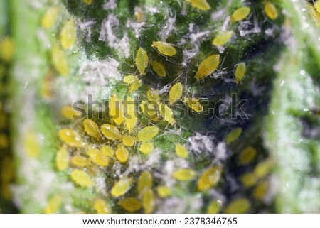 Currant leaves inhabited by Red currant blister aphid (latin name is Cryptomyzus ribis).  Royalty-Free Stock Photo #2378346765