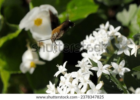 Humming-Bird HawkMoth (Macroglossum bombylans) moth sucking nectar from a white Egyptian starcluster (Pentas lanceolata) flowerhead (Sunny nature closeup macro photograph)