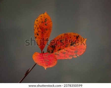 close-up photo of a red autumn leaf