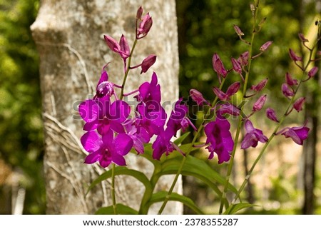 Orchid (Dendrobium phalaenopsis). Dinawan Island, Sabah, Malaysia. Royalty-Free Stock Photo #2378355287