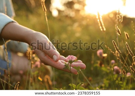 Woman walking through meadow and touching beautiful clover flower at sunset, closeup. Space for text