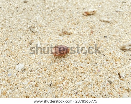 Hermit crab on a sandy beach