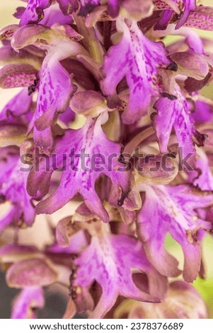 Orchidea di Robert - Himantoglossum robertianum - orchid Royalty-Free Stock Photo #2378376689