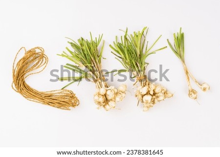 Fresh small root garlic on white background