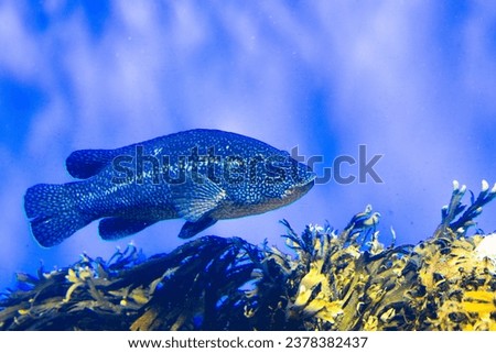 Great fish in a aquarium in La Rochelle France