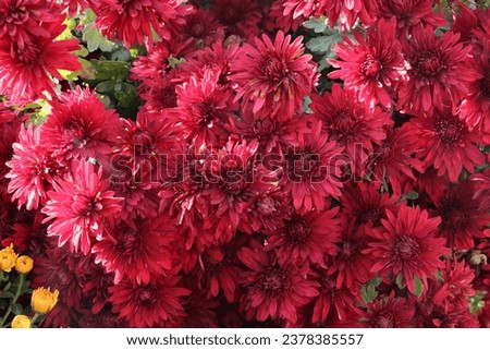 Bright and juicy autumn flowers in the garden. Colorful chrysanthemums on a flower bed. Close-up of very beautiful flowers
