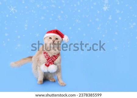 Christmas cat looking shocked or surprised. Studio portrait of a ginger cat wearing Santa Claus xmas red cap looks up. Merry Christmas. Greeting card. Happy New Year. Red Cat with Santa hat. Snowflake