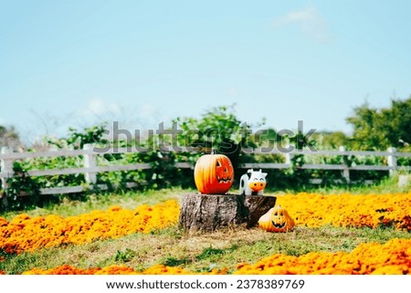 Halloween pumpkins and autumn flowers