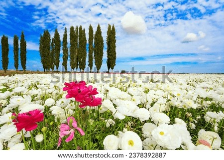 Buttercup Festival in Israel. Bright spring sun. Large terry white and lilac buttercups - ranunculus. Picturesque fields of colorful bright spring flowers and cypresses