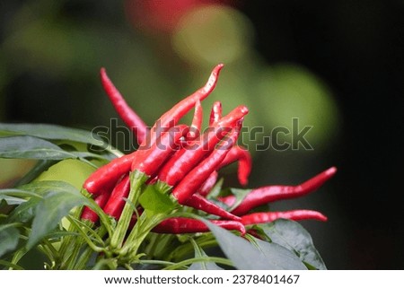 The cayenne pepper is a type of Capsicum annuum. It is usually a moderately hot chili pepper used to flavor dishes. Royalty-Free Stock Photo #2378401467