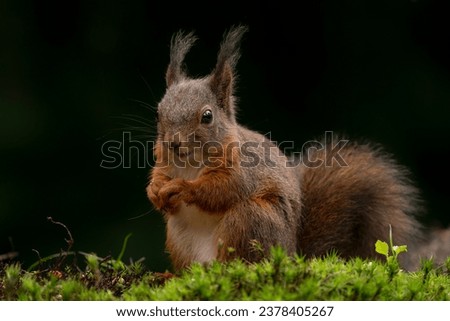 Curious Eurasian red squirrel (Sciurus vulgaris) in the forest of Noord Brabant in the Netherlands. Dark background.	                                                             
