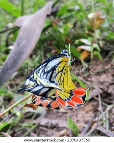 Beautiful butterfly,butterfly,beautiful butterfly,beautiful,beautiful butterflies,butterfly videos,beautiful ,