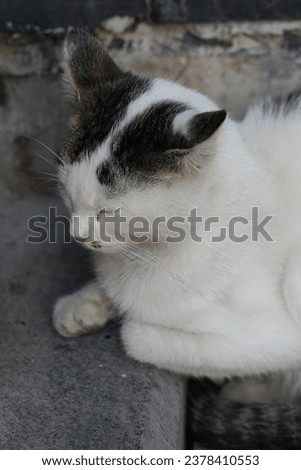 October 2023, Istanbul, Turkiye: A stray cat watching people walking on the streets and posing.