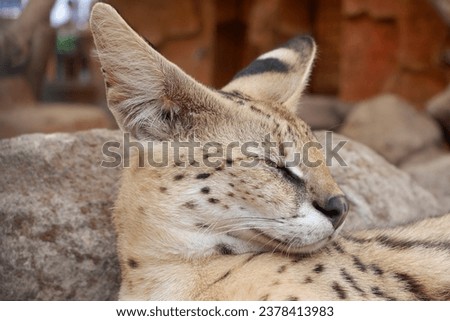Serval lying down at the zoo.