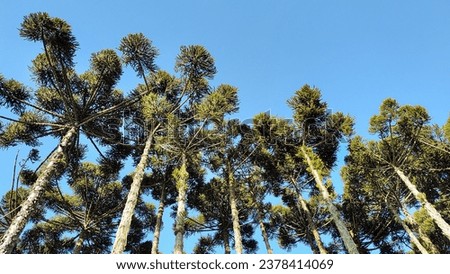 A group of Araucaria under the light of the afternoon sun.  This tree is a symbol of the State of Parana in Brazil and is threatened with extinction.