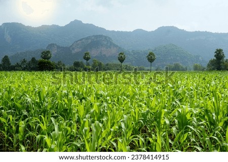 Green field view of corn, sugar palm trees and mountains in the background. Corn is a Thai economic crop which is the main raw material in the animal feed industry.
